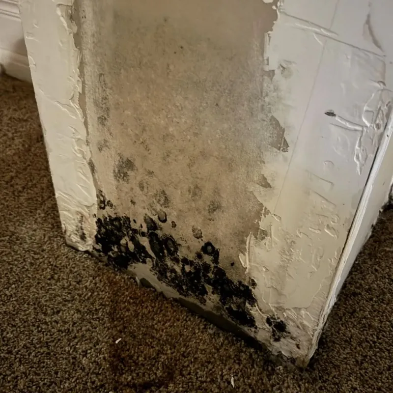 Professional Mold Removal in Cedar City, UT